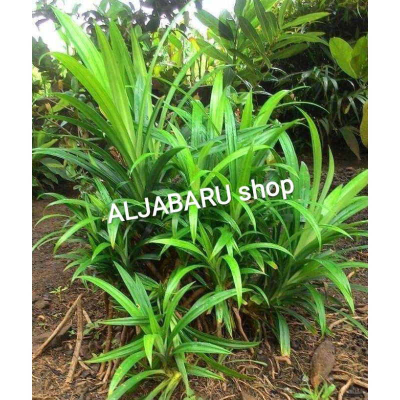 

Daun Pandan Wangi Segar Fresh | lembaran