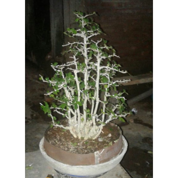 BONSAI SERUT GRUPING MEDIUM SUDAH JADI,STOK 1