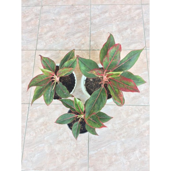 AGLONEMA LIPSTIK/BIBIR MERAH