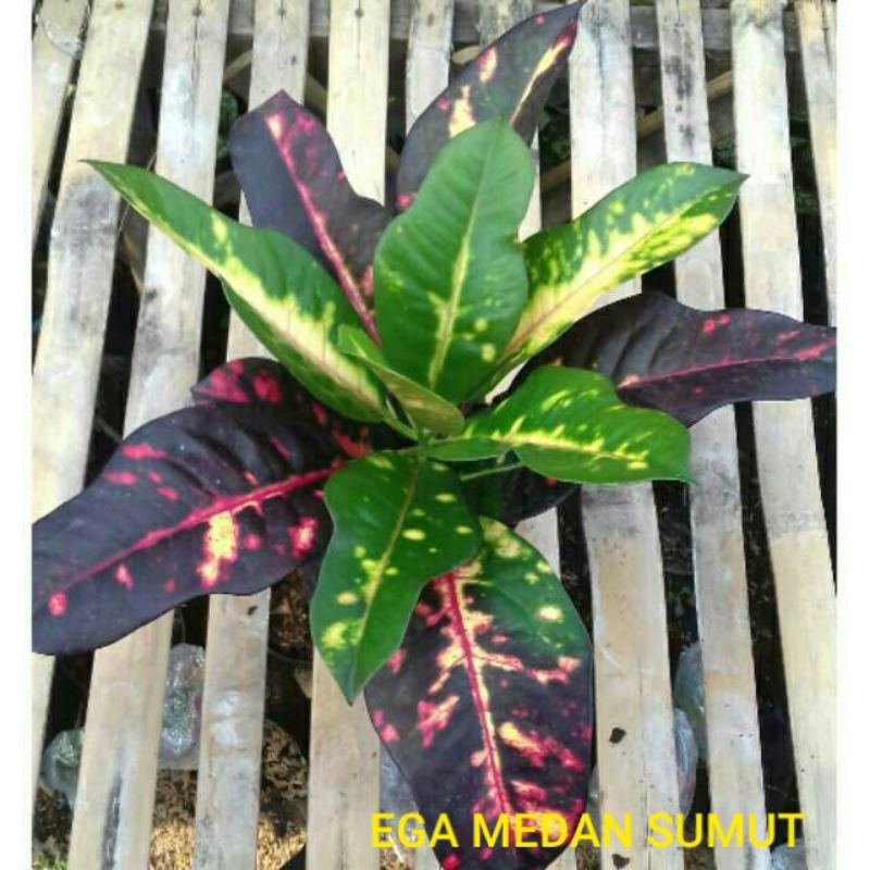 Tanaman Hias Puring Bali Black Green Biel