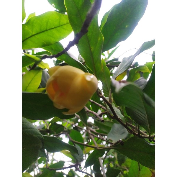 paket 3 bunga cempaka gondok kuning segar