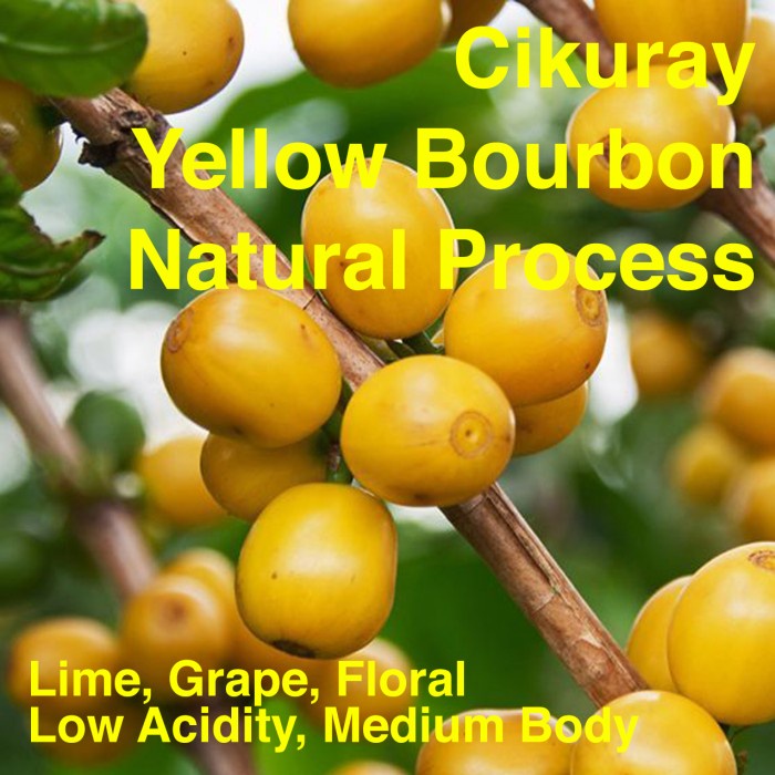 

Kopi-Biji- Kopi Arabika Garut Cikuray Yellow Bourbon Natural 250Gr Papandayan - Biji Utuh -Biji-Kopi