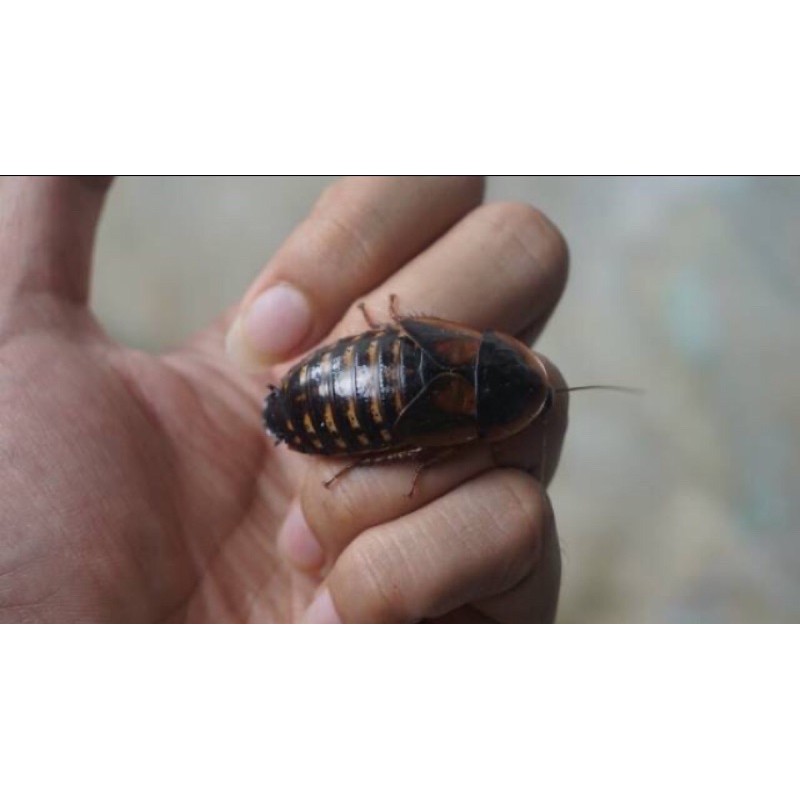 kecoa dubia pakan reptil