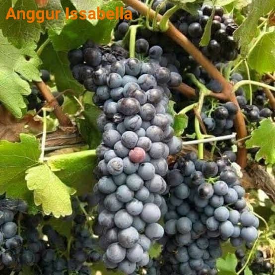 bibit anggur isabella murah paket 2 bibit - anggur import