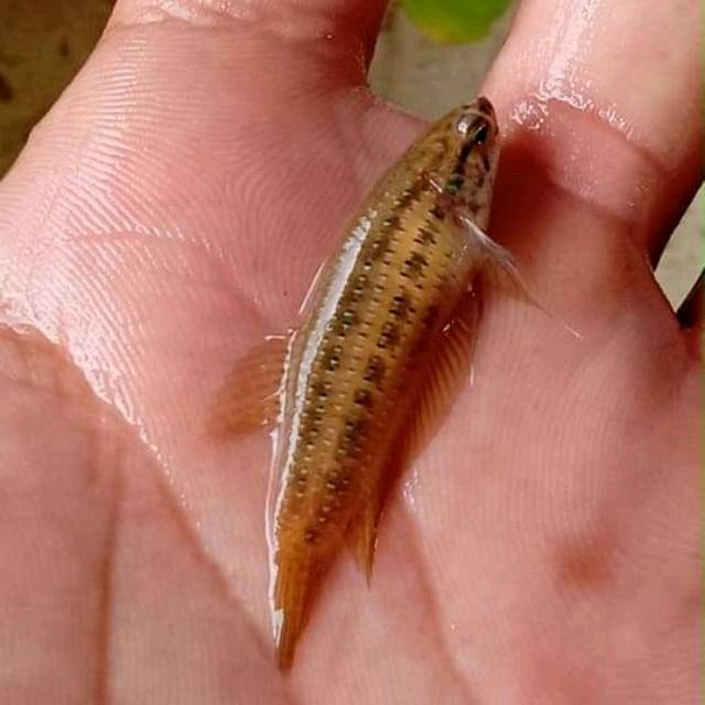 CUPANG BETINA IMBELLIS