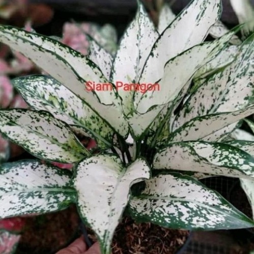 Tanaman hias aglonema siam paragon - aglonema siam paragon