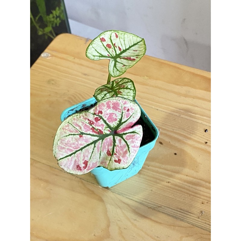Caladium Red Guava