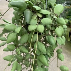 hoya noid