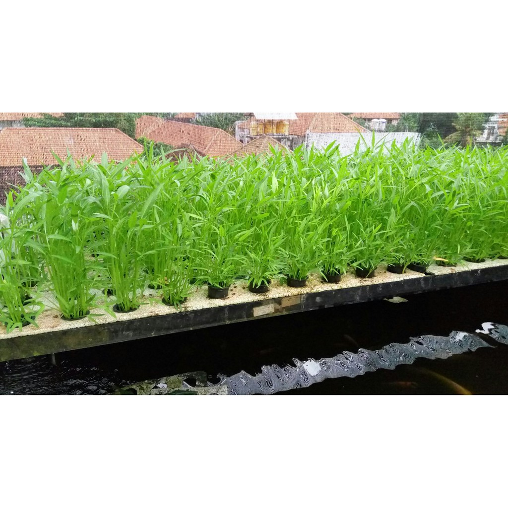 250 Biji Benih Kangkung Daun Lebar Bibit Sayuran Hidroponik Hijau Unggul Rajawali Tanaman Sayur