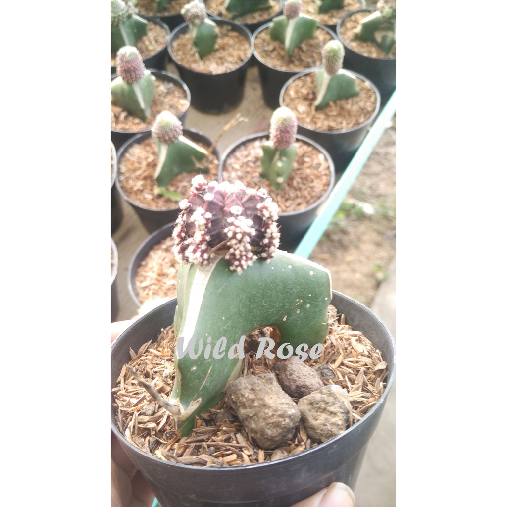 KAKTUS GRAFTING - Kota Malang, Kota Batu tanaman hias