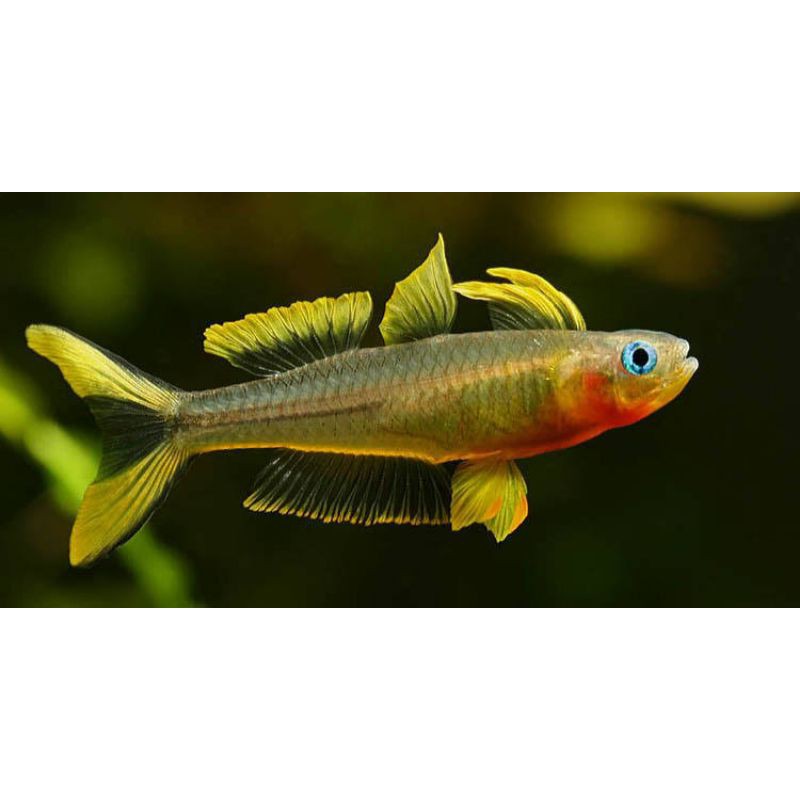 pseudomugil furcata ukuran 2,5cm