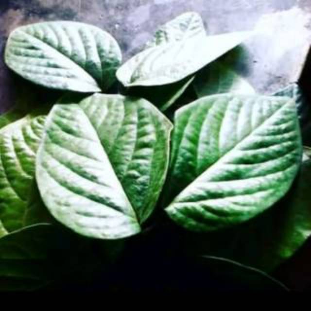 Daun singa depa/kiwaro