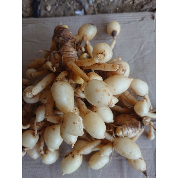1kg kunyit putih/kunyit gombyok segar