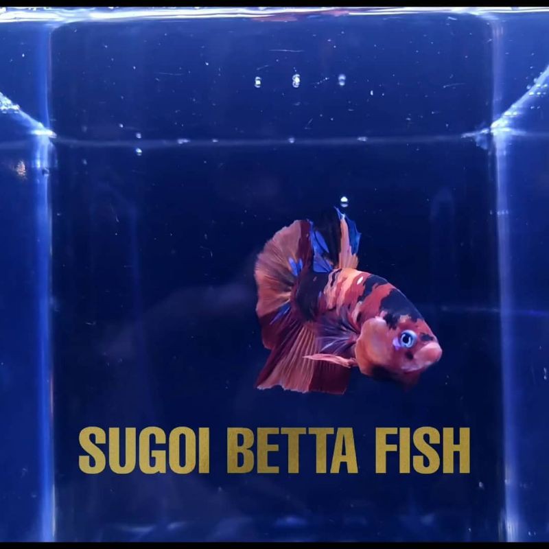 Cupang nemo galaxy | Betta nemo galaxy