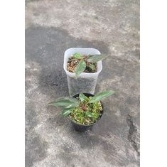 Philodendron pink princess