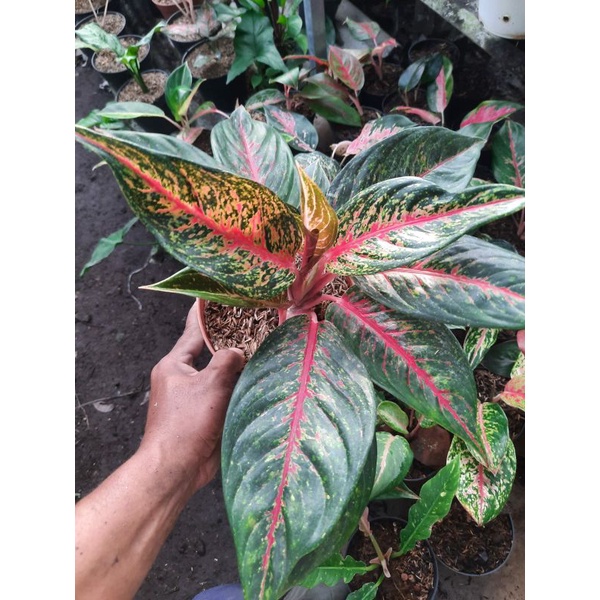 Ready Tanaman Aglonema Hot lady/bunga hias Aglonema hot lady
