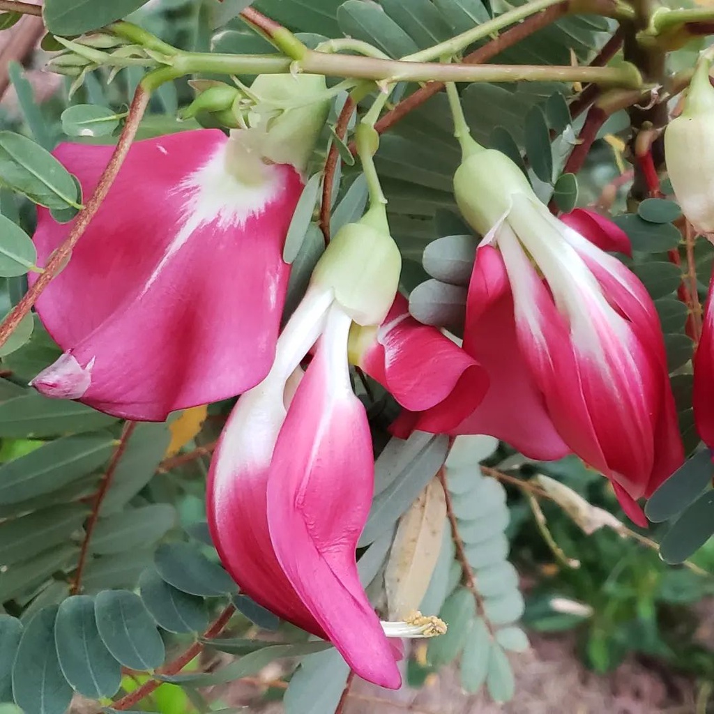 Bibit Herbal Kembang Turi merah  / toroy / Lalapan turi / sesbania grandiflora Tanaman
