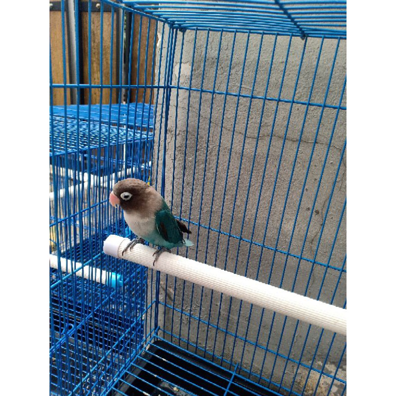 Lovebird cobalt
