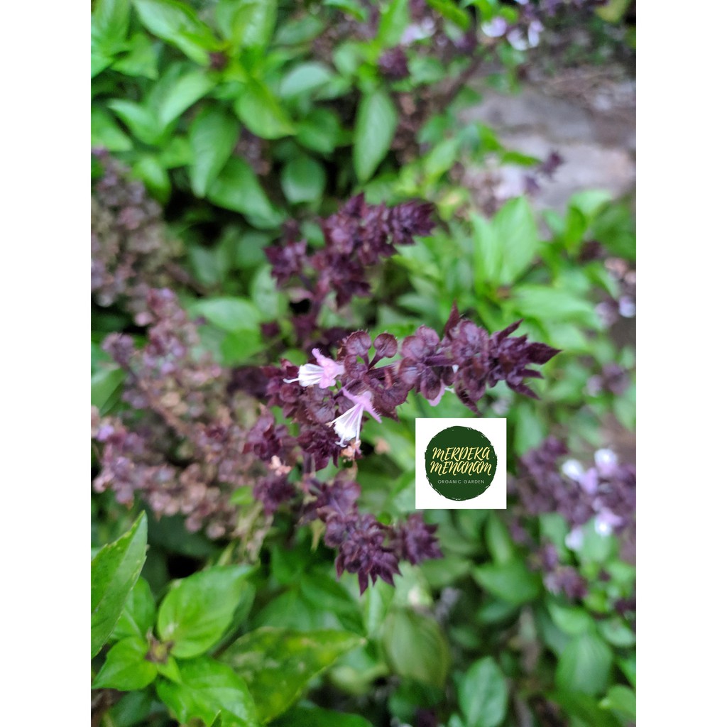 Thai Basil (Harga per Tangkai)