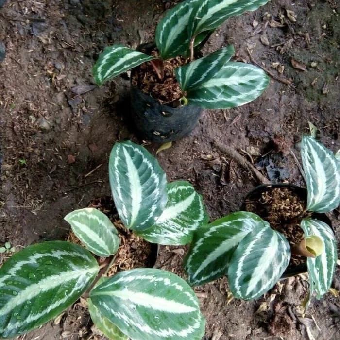 Tanaman Calathea silverback pohon calatea silverback