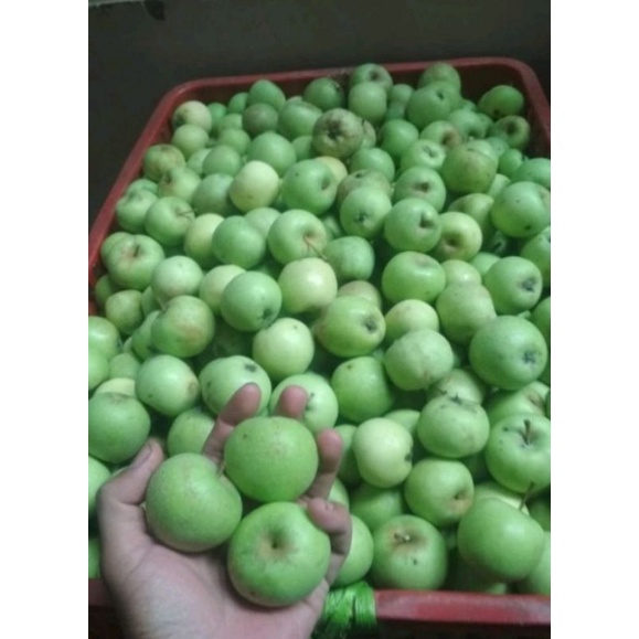 Buah Apel Mini Batu Malang 2 kg Murah