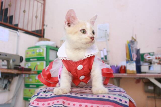 Baju kucing model dress merah lucu untuk kucing dan anjing / baju kucing termurah size S M L XL