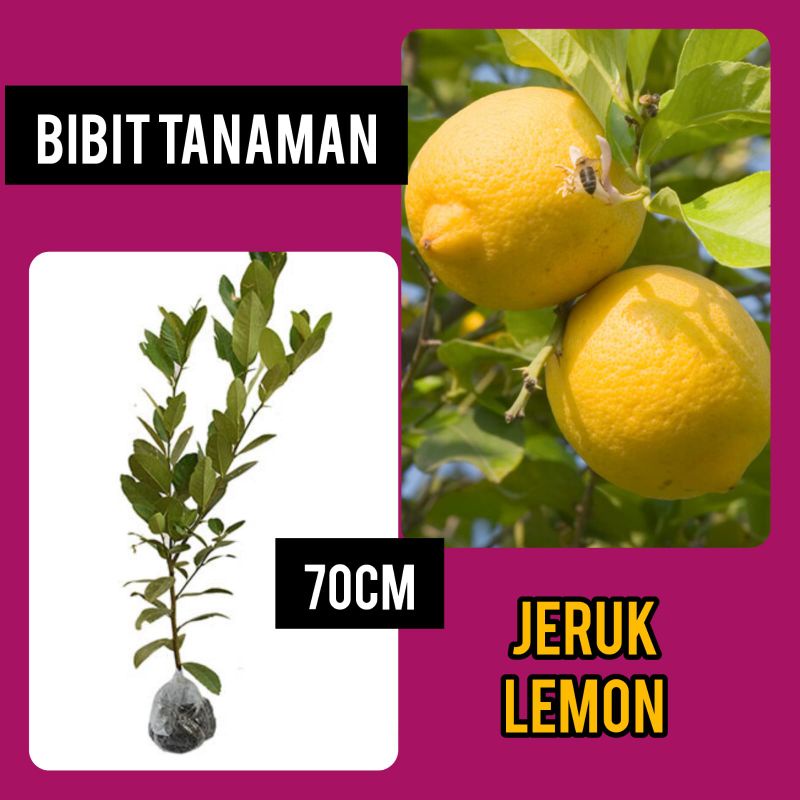 Bibit Buah Jeruk Lemon Lokal