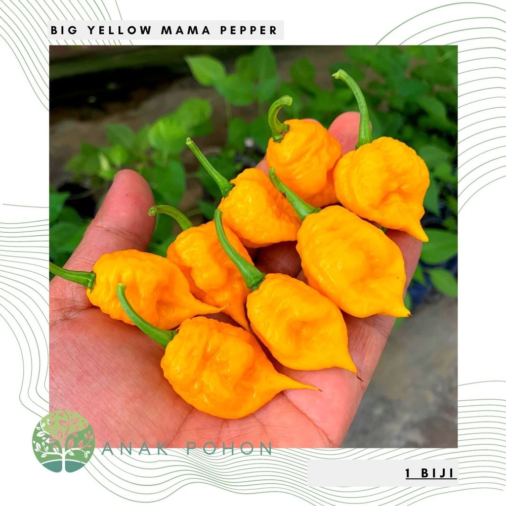 Benih Bibit Biji - Cabai Big Yellow Mama Pepper Cabe Seeds