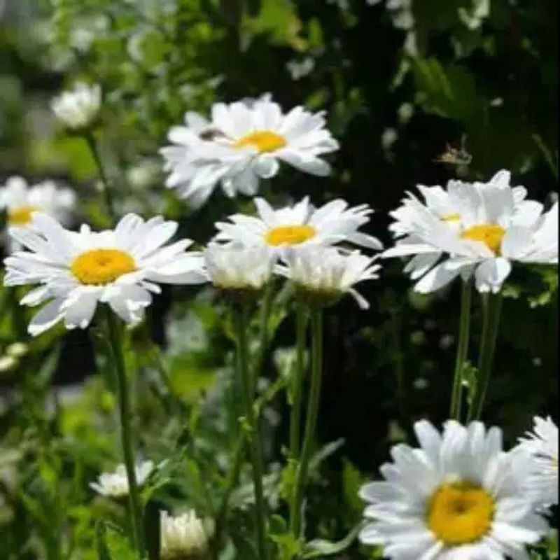 tanaman aster pikok putih