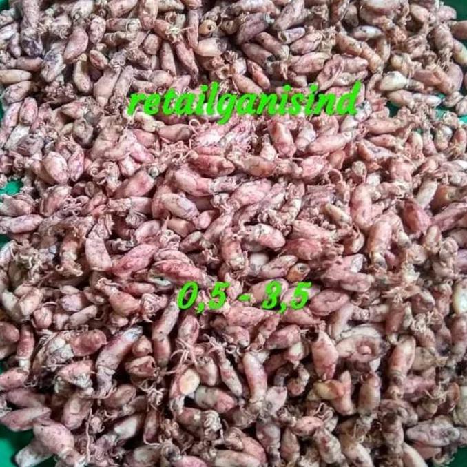 

Terbaru Baby Cumi Asin 1Kg Baby Cumi Kering Premium Termurah Terlaris