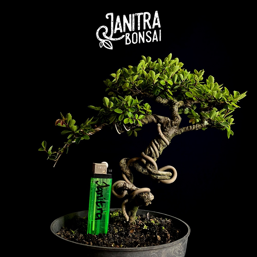 Bonsai ulmus micro jadi siap pajang