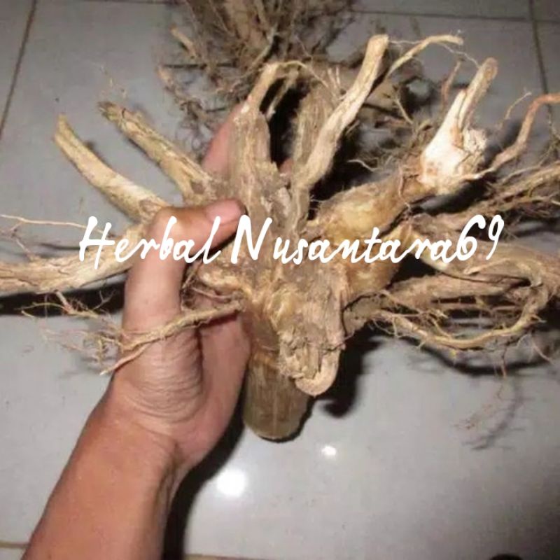 Bonggol Kayu Senggani Jumbo Aquascape