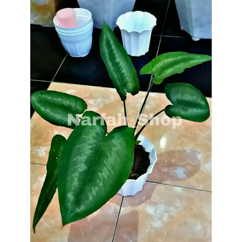Keladi Variegata / Caladium Variegata