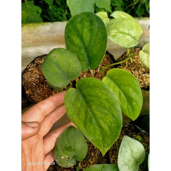 tanaman hias scindapsus jade satin