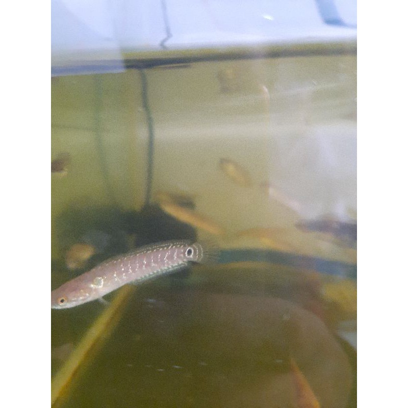 Channa Asiatica
