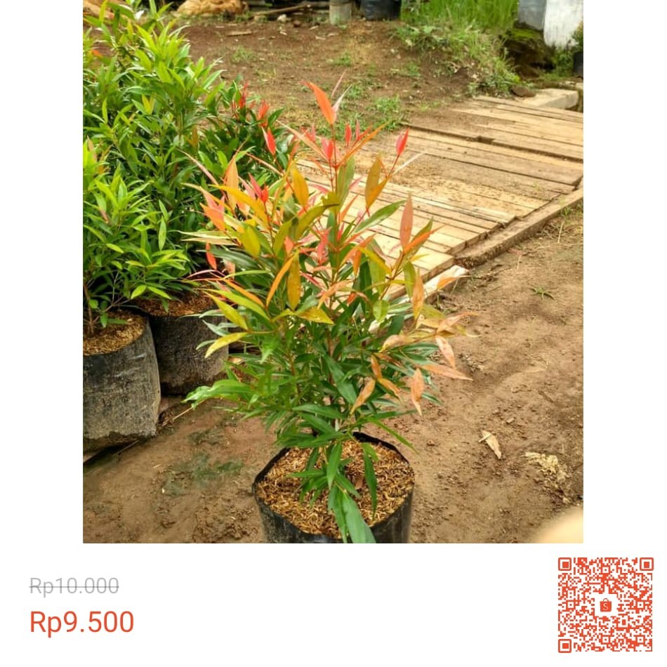 Bibit Bunga Pucuk Merah / Syzygium Oleina