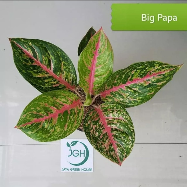 Tanaman hias aglonema big papa- tanaman aglonema big papa