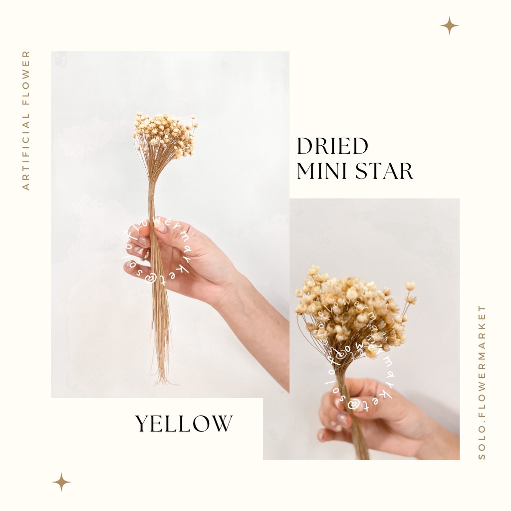1 IKAT MINI STAR Bunga Kering Dried Flower GLIXIA Mini Daisy Properti Foto Mahar Dekorasi Rustik PRO