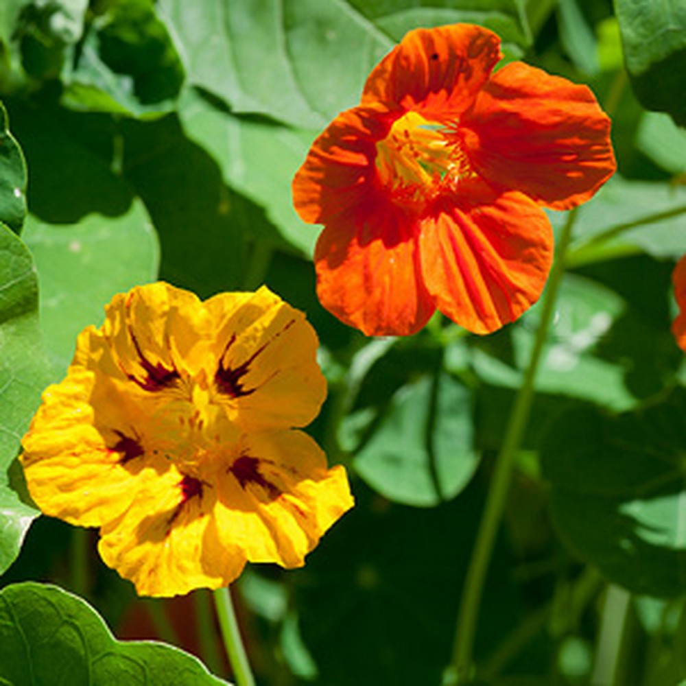 PlantaSeed - 5 Seeds - Nasturtium Jewel Mix Biji Bunga - PAS0243