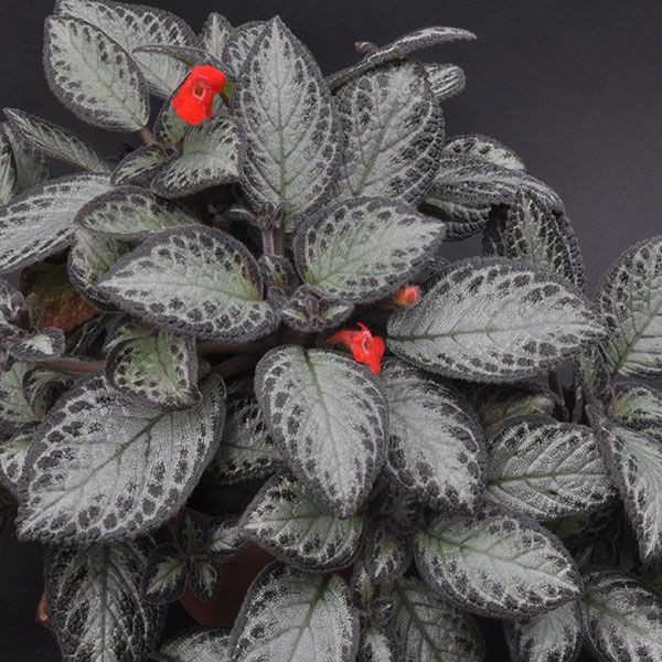 Bunga Gantung Episcia Tanaman Episcia Silver Shine