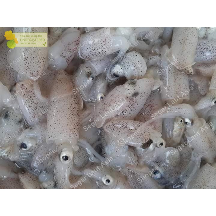 

Baby Cumi Cumi Basah Segar Cumi Kecil/ Cumi Baby Fresh