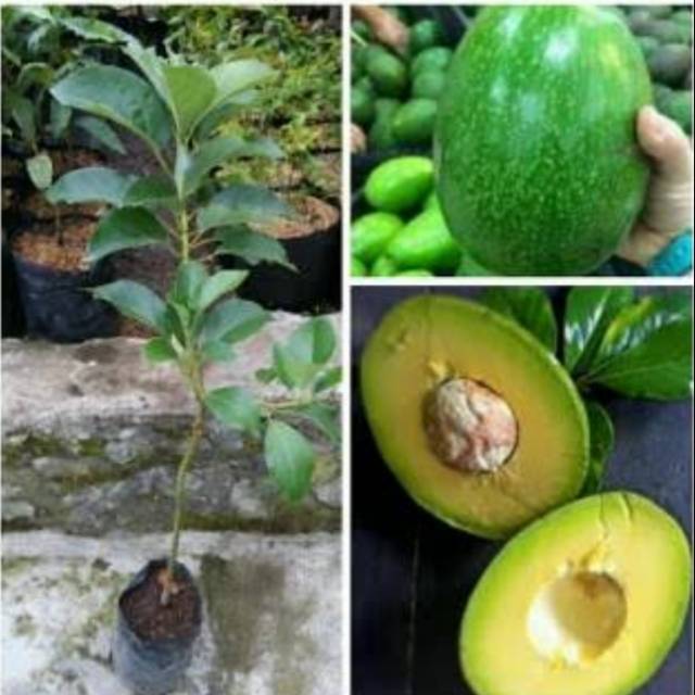 Bibit alpukat Markus alpukat Markus subur