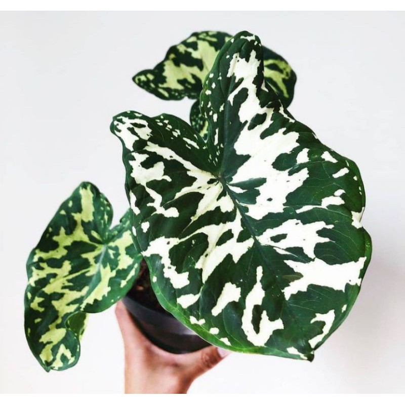 tanaman hias/caladium/keladi/keladi amry/caladium amry/keladi murah/tanaman hias murah