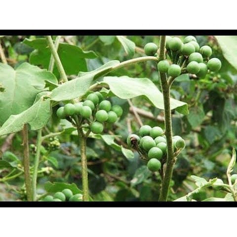 

Buah Takokak 500gr Tekokak Cepokak Terung Pipit Segar (Solanum Torvum) TA