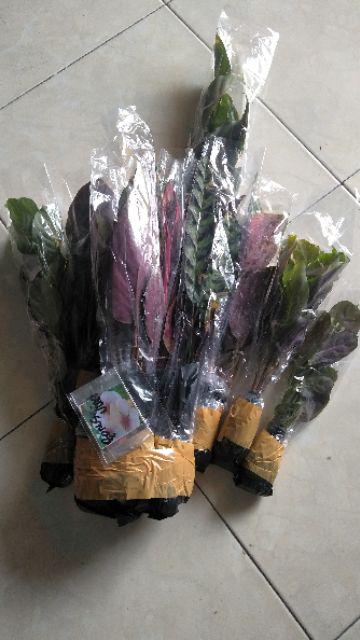 Paket 6 Jenis Calathea
