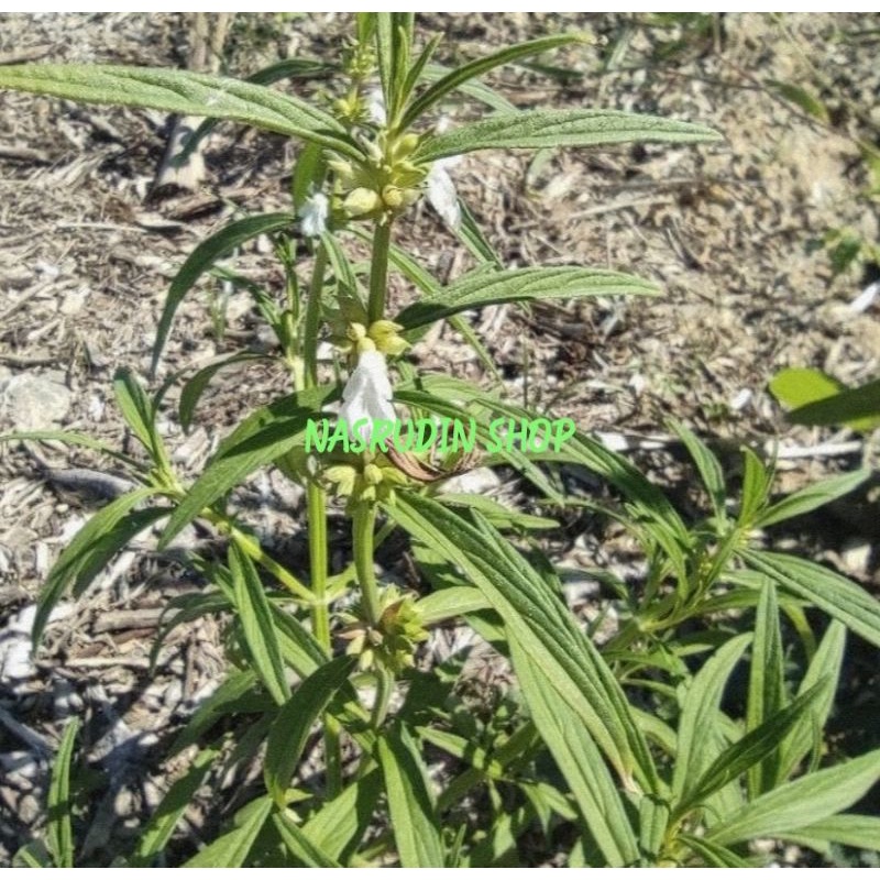 

[Fresh] BIBIT LENGLENGAN / BIBIT PACI PACI / BIBIT DAUN LENGLENGAN / BIBIT DAUN PACI PACI / DAUN