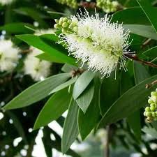 Daun kayu Putih Segar 250 gram