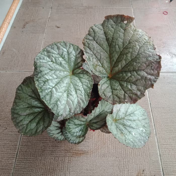 Tanaman Hias Begonia Silver/Begonia Silver Dollar