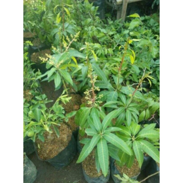 mangga irwin berbunga