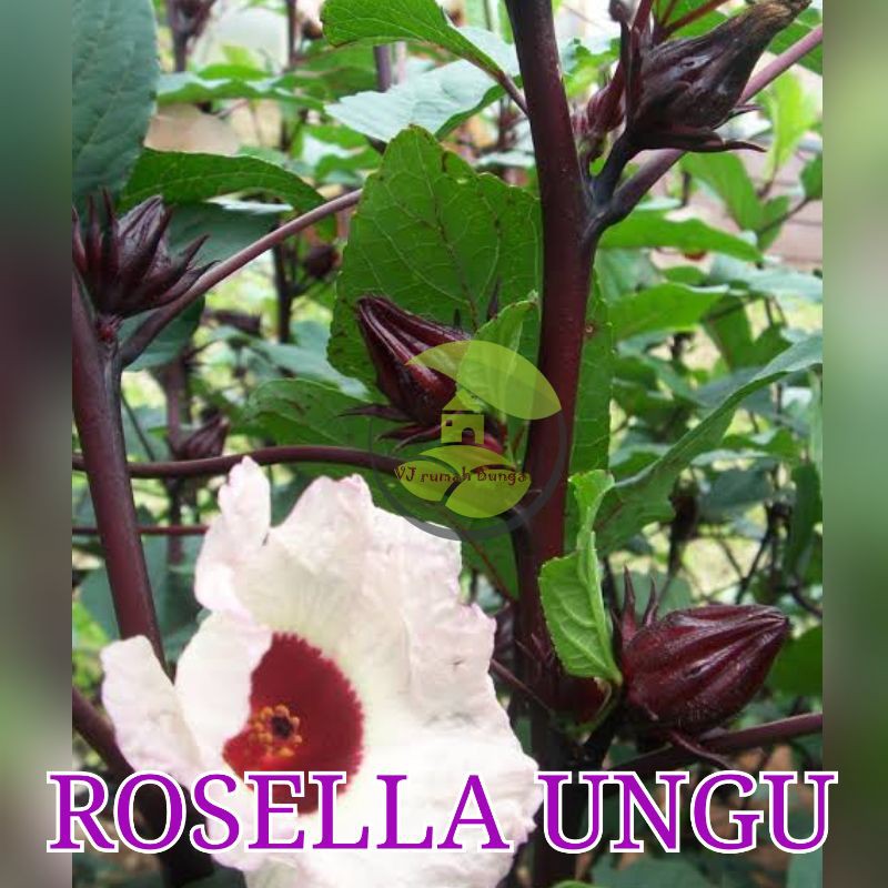 Benih Biji Bunga Rosella Ungu